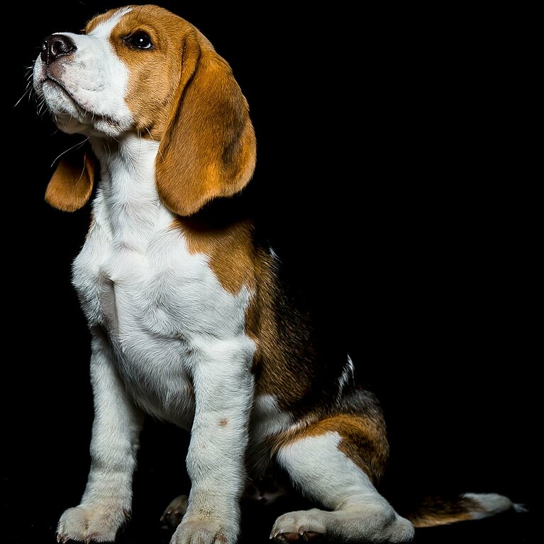 Hundekontrolle